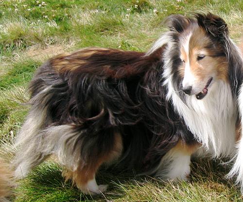 https://images.dog.ceo/breeds/sheepdog-shetland/n02105855_3103.jpg