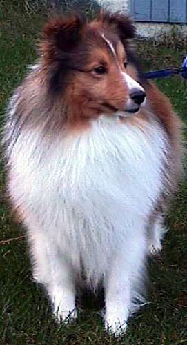 https://images.dog.ceo/breeds/sheepdog-shetland/n02105855_3150.jpg