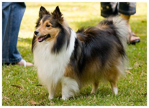 https://images.dog.ceo/breeds/sheepdog-shetland/n02105855_3168.jpg