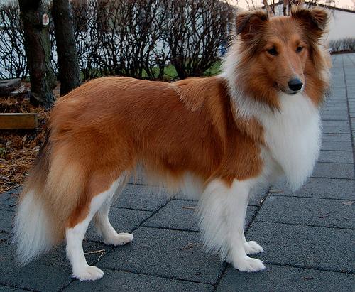 https://images.dog.ceo/breeds/sheepdog-shetland/n02105855_3292.jpg