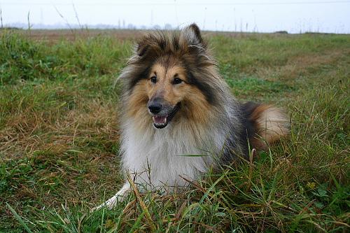 https://images.dog.ceo/breeds/sheepdog-shetland/n02105855_3434.jpg