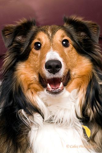 https://images.dog.ceo/breeds/sheepdog-shetland/n02105855_4048.jpg