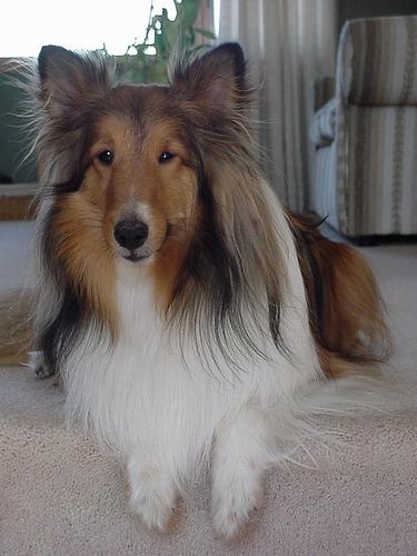 https://images.dog.ceo/breeds/sheepdog-shetland/n02105855_6802.jpg