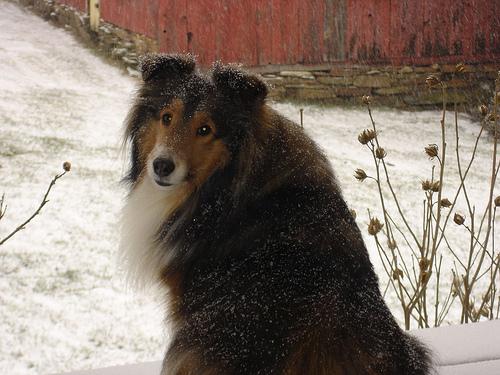 https://images.dog.ceo/breeds/sheepdog-shetland/n02105855_7527.jpg