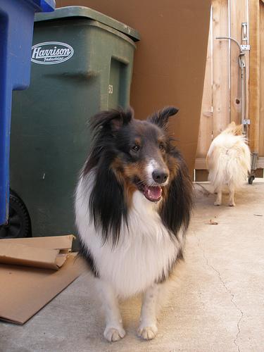 https://images.dog.ceo/breeds/sheepdog-shetland/n02105855_9079.jpg