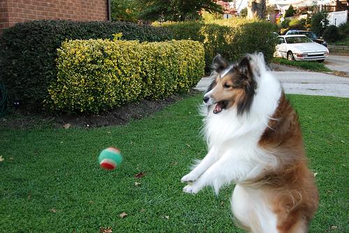 https://images.dog.ceo/breeds/sheepdog-shetland/n02105855_9093.jpg