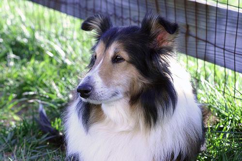 https://images.dog.ceo/breeds/sheepdog-shetland/n02105855_982.jpg