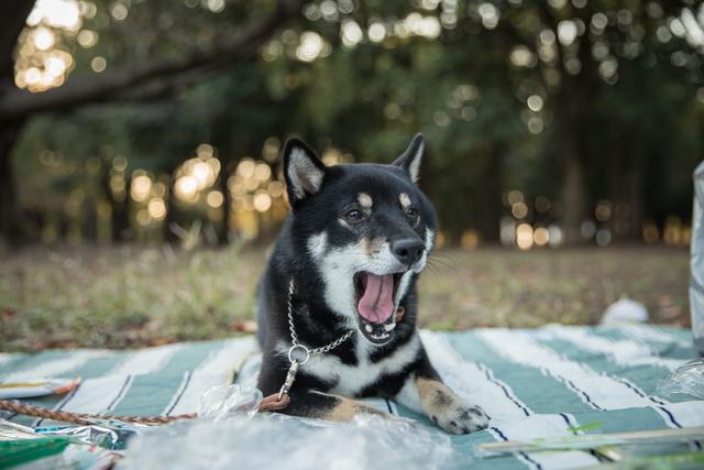 https://images.dog.ceo/breeds/shiba/mamehiko01.jpg