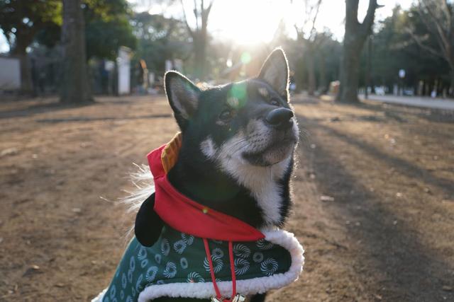 https://images.dog.ceo/breeds/shiba/mamehiko02.jpg