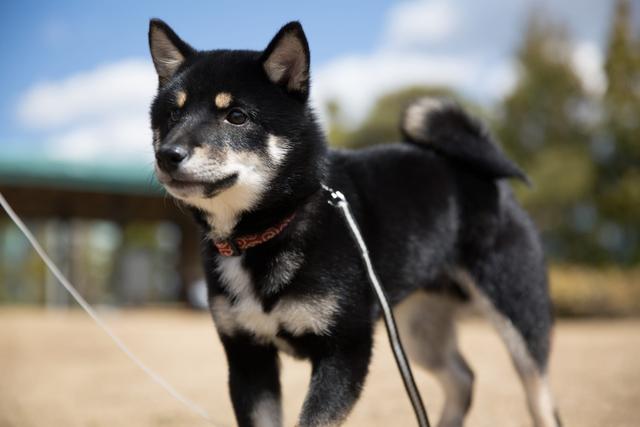 https://images.dog.ceo/breeds/shiba/mamehiko03.jpg