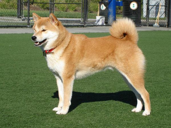 https://images.dog.ceo/breeds/shiba/shiba-1.jpg