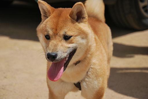 https://images.dog.ceo/breeds/shiba/shiba-10.jpg