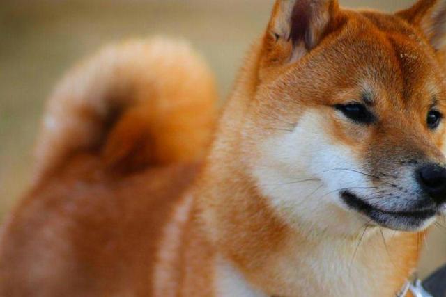 https://images.dog.ceo/breeds/shiba/shiba-11.jpg