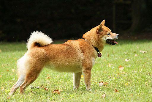 https://images.dog.ceo/breeds/shiba/shiba-13.jpg