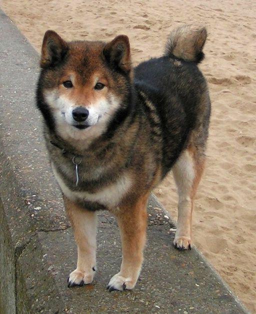 https://images.dog.ceo/breeds/shiba/shiba-14.jpg