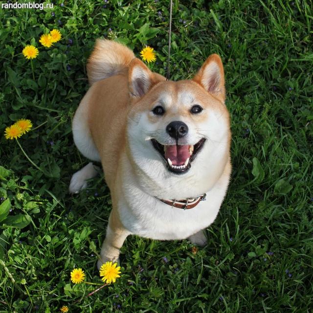 https://images.dog.ceo/breeds/shiba/shiba-15.jpg