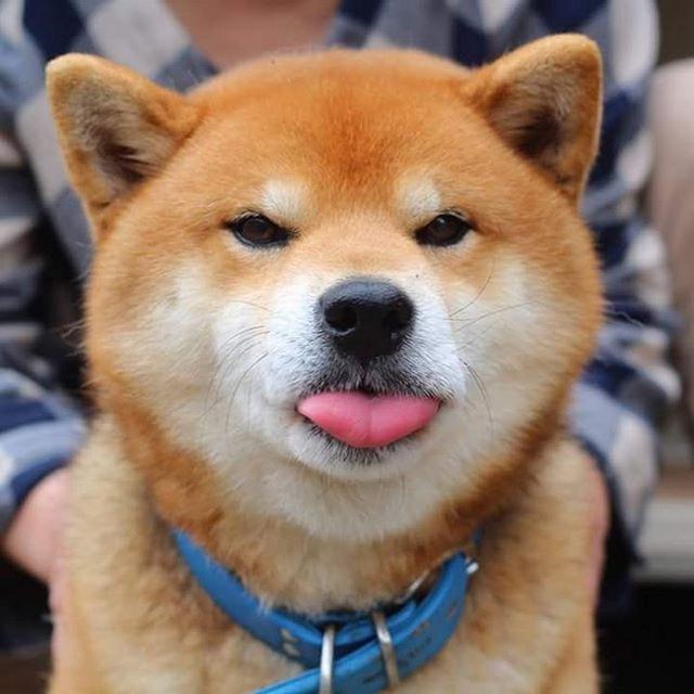 https://images.dog.ceo/breeds/shiba/shiba-18.jpg