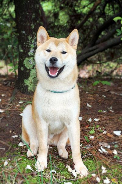 https://images.dog.ceo/breeds/shiba/shiba-2.jpg