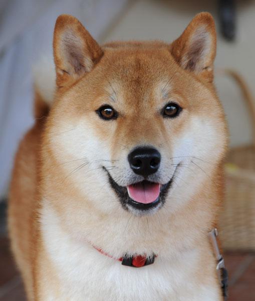 https://images.dog.ceo/breeds/shiba/shiba-3i.jpg