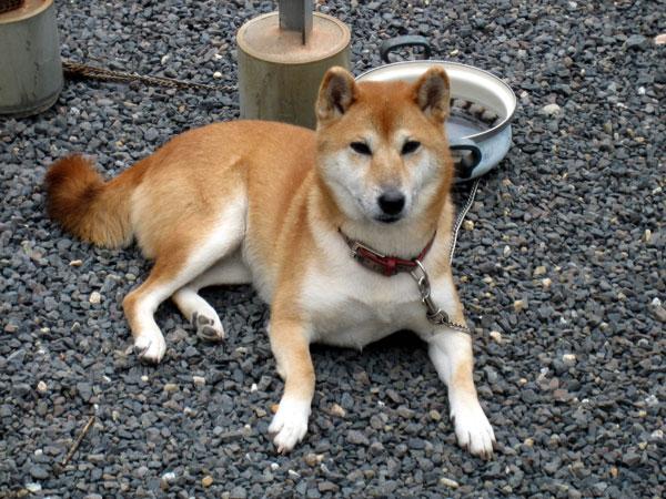 https://images.dog.ceo/breeds/shiba/shiba-4.jpg