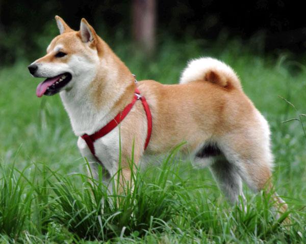 https://images.dog.ceo/breeds/shiba/shiba-5.jpg