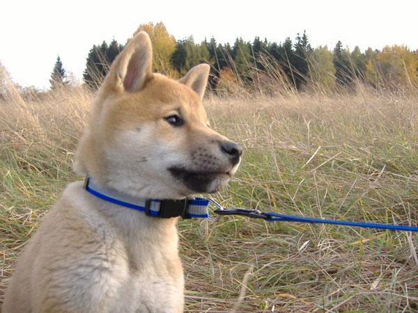 https://images.dog.ceo/breeds/shiba/shiba-6.jpg