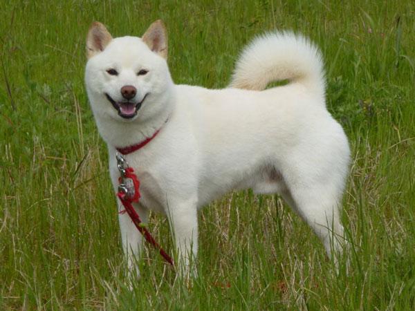 https://images.dog.ceo/breeds/shiba/shiba-7.jpg