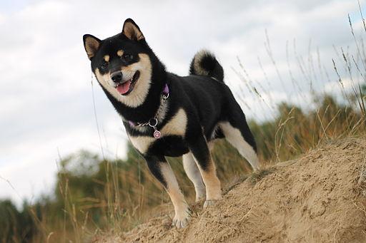 https://images.dog.ceo/breeds/shiba/shiba-8.jpg