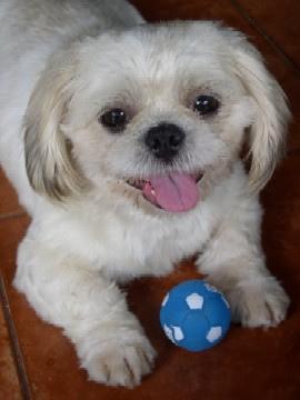 https://images.dog.ceo/breeds/shihtzu/n02086240_1016.jpg