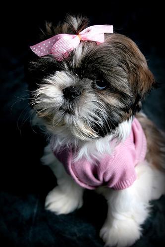 https://images.dog.ceo/breeds/shihtzu/n02086240_1059.jpg