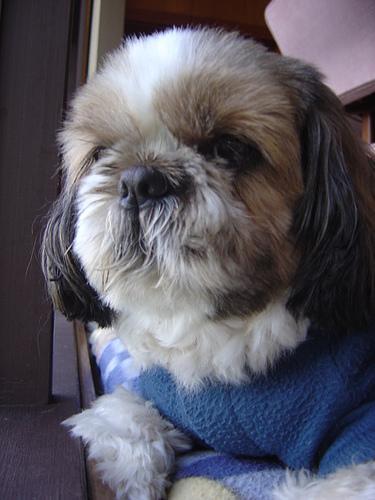 https://images.dog.ceo/breeds/shihtzu/n02086240_11139.jpg