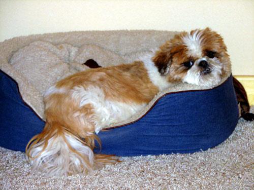 https://images.dog.ceo/breeds/shihtzu/n02086240_11692.jpg