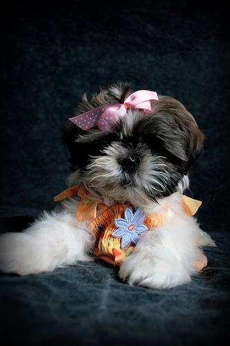 https://images.dog.ceo/breeds/shihtzu/n02086240_11959.jpg