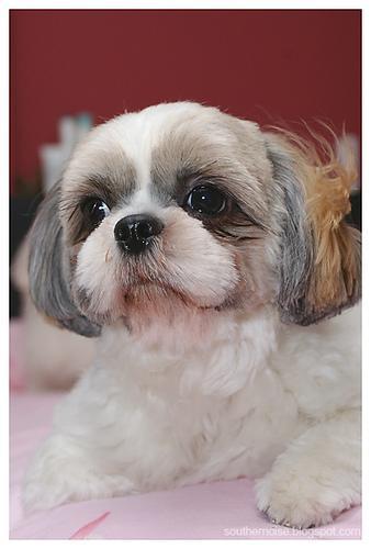 https://images.dog.ceo/breeds/shihtzu/n02086240_1205.jpg