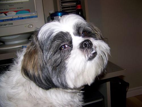 https://images.dog.ceo/breeds/shihtzu/n02086240_1215.jpg