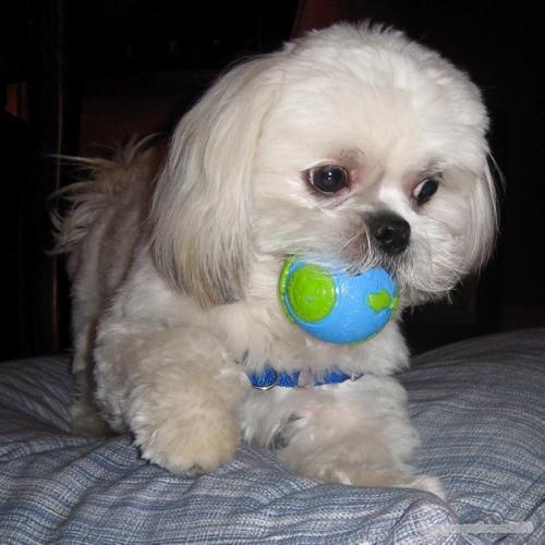 https://images.dog.ceo/breeds/shihtzu/n02086240_12342.jpg