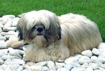 https://images.dog.ceo/breeds/shihtzu/n02086240_1621.jpg