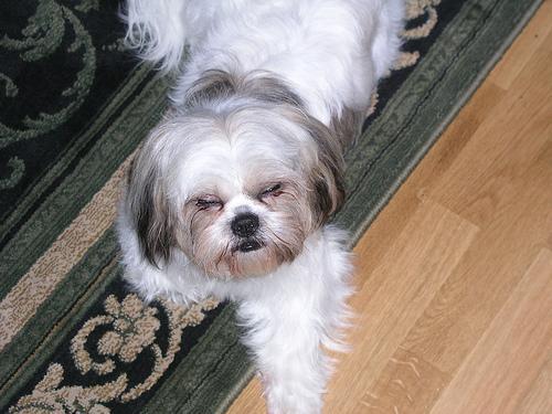 https://images.dog.ceo/breeds/shihtzu/n02086240_1770.jpg