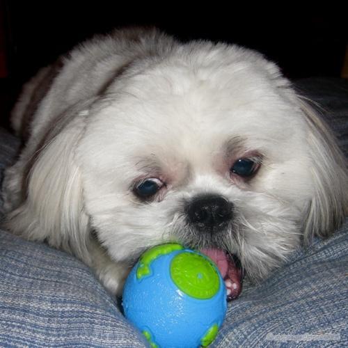 https://images.dog.ceo/breeds/shihtzu/n02086240_2077.jpg