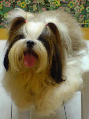 https://images.dog.ceo/breeds/shihtzu/n02086240_2113.jpg