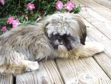 https://images.dog.ceo/breeds/shihtzu/n02086240_2211.jpg