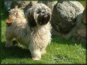 https://images.dog.ceo/breeds/shihtzu/n02086240_2526.jpg