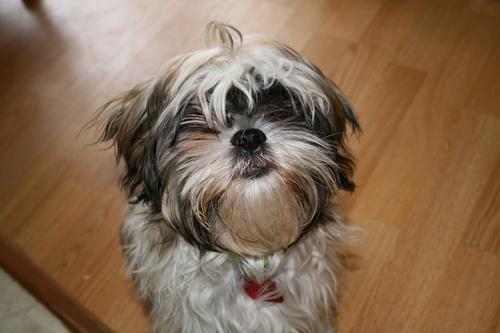 https://images.dog.ceo/breeds/shihtzu/n02086240_3186.jpg