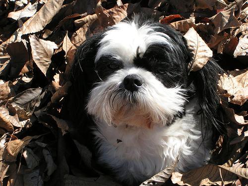 https://images.dog.ceo/breeds/shihtzu/n02086240_3217.jpg