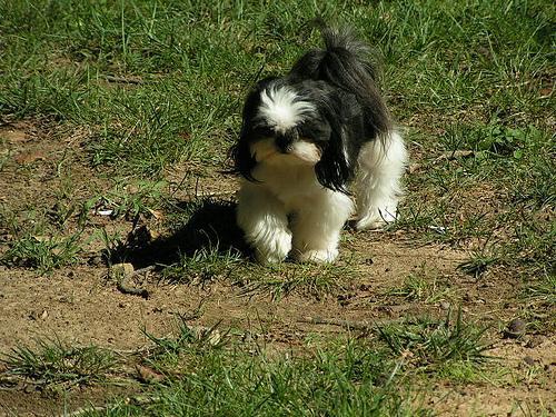 https://images.dog.ceo/breeds/shihtzu/n02086240_3254.jpg