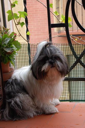 https://images.dog.ceo/breeds/shihtzu/n02086240_3489.jpg