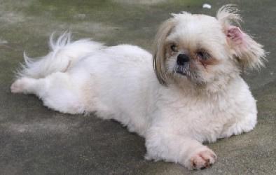 https://images.dog.ceo/breeds/shihtzu/n02086240_3802.jpg