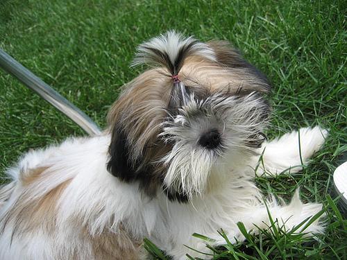 https://images.dog.ceo/breeds/shihtzu/n02086240_3921.jpg