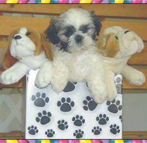 https://images.dog.ceo/breeds/shihtzu/n02086240_3979.jpg