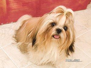 https://images.dog.ceo/breeds/shihtzu/n02086240_4190.jpg